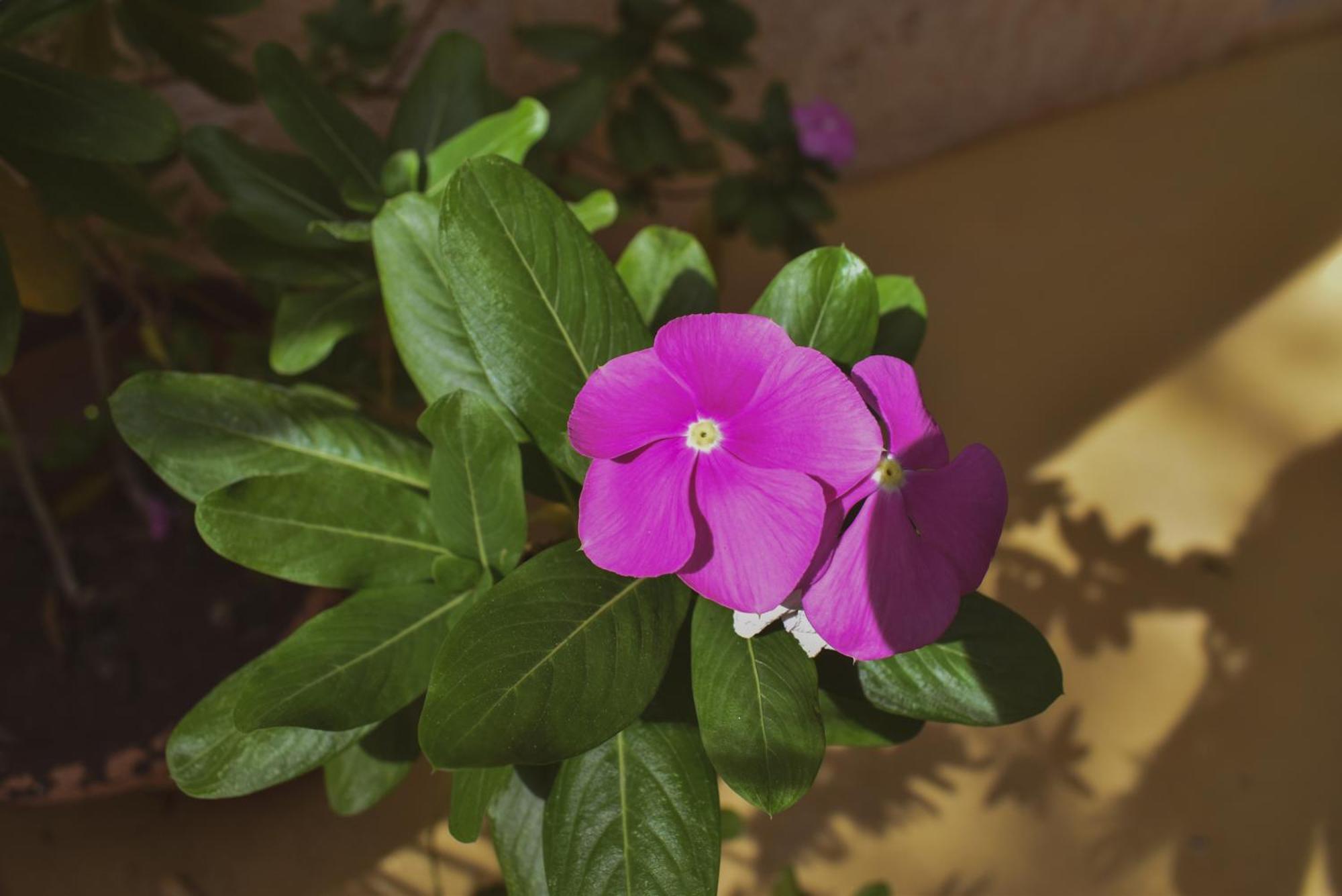 Hotel Boutique Bugambilias Valladolid  Dış mekan fotoğraf