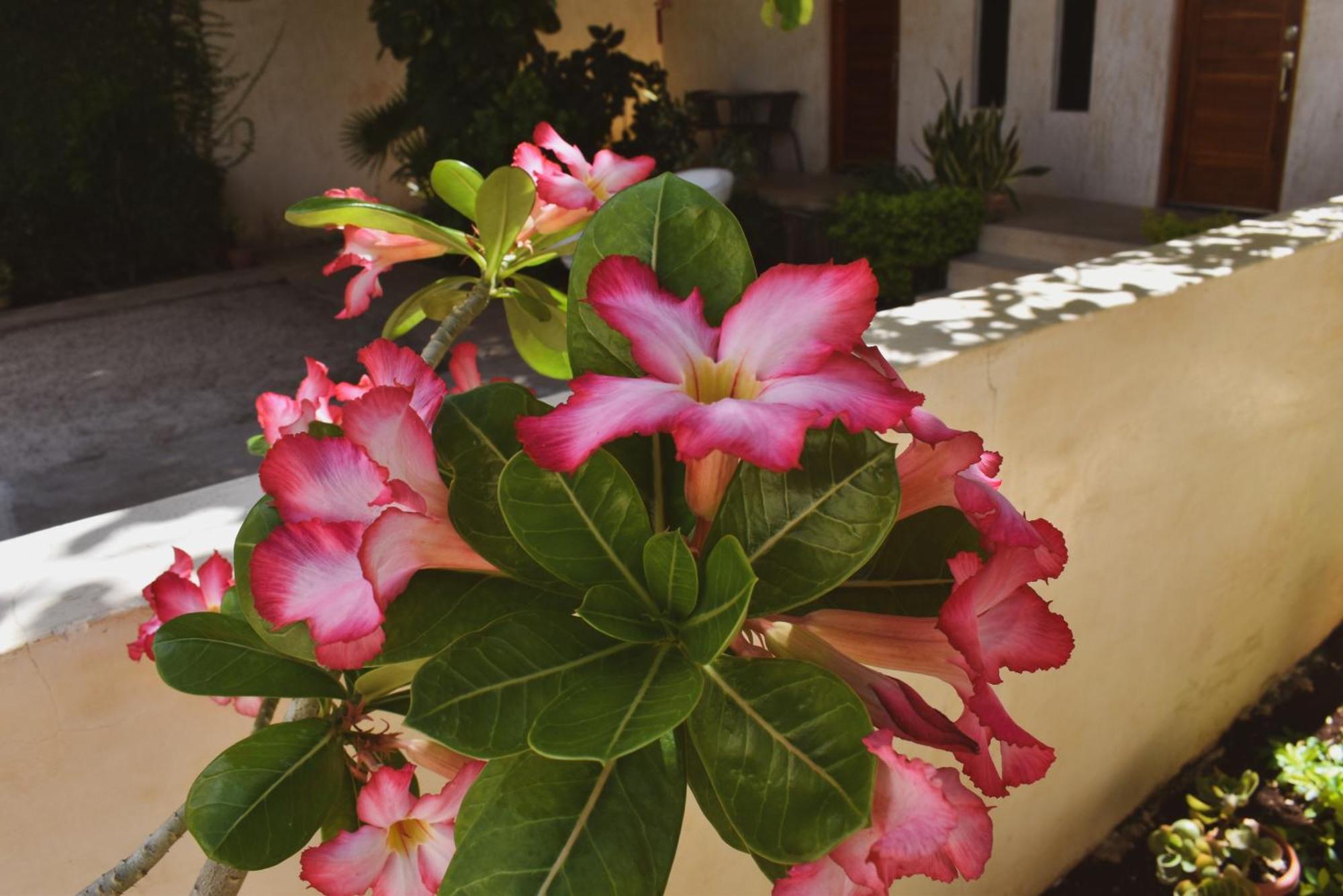 Hotel Boutique Bugambilias Valladolid  Dış mekan fotoğraf